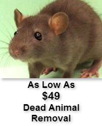 As Low as $49 Dead Animal Removal