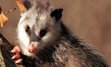 Possum in San Antonio, TX