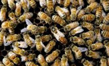 Bees in San Antonio, TX