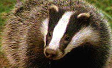 Badger in San Antonio, TX